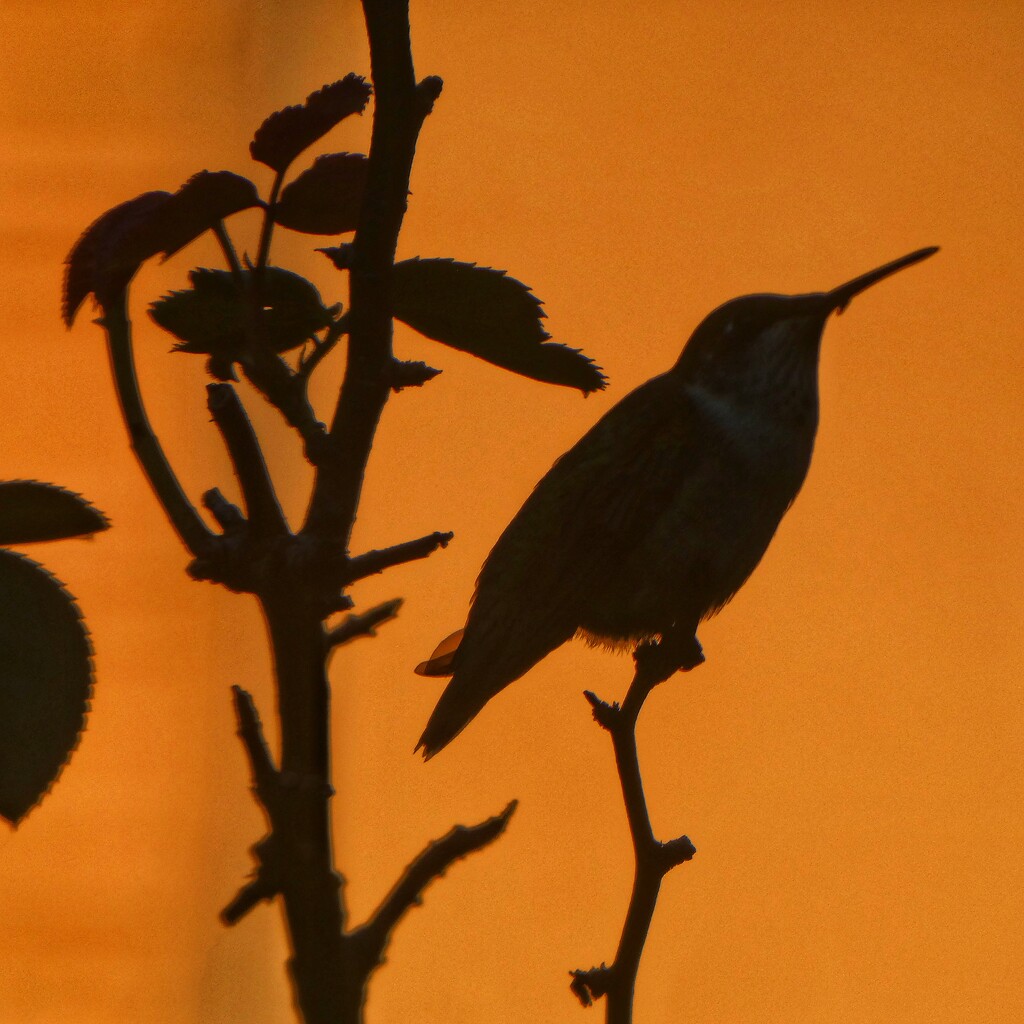 Sunrise Hummingbird  by 30pics4jackiesdiamond