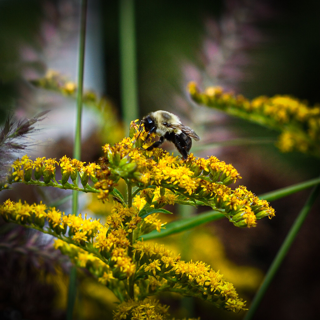 A Lonely Bumble by berelaxed