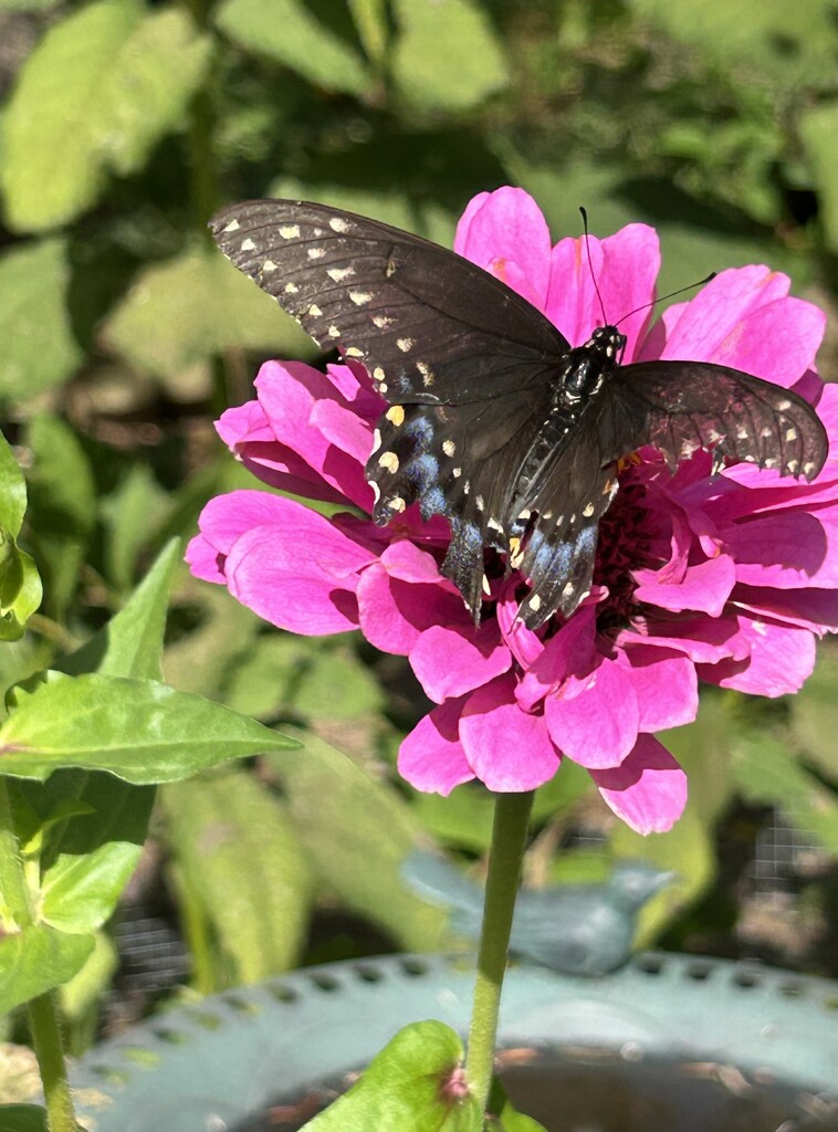 Black swallowtail butterfly by mltrotter