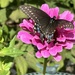 Black swallowtail butterfly