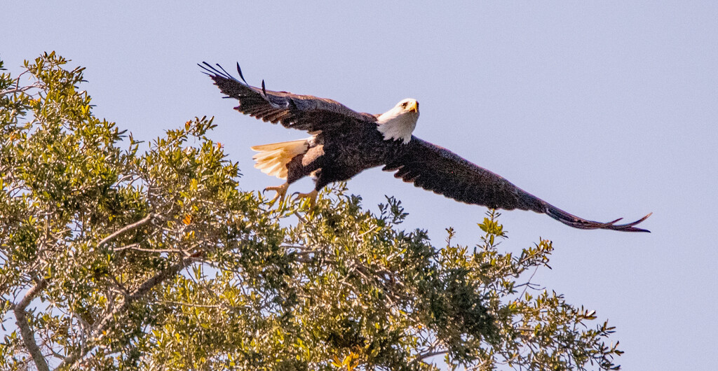 Bald Eagle Taking Off! by rickster549