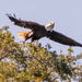 Bald Eagle Taking Off!