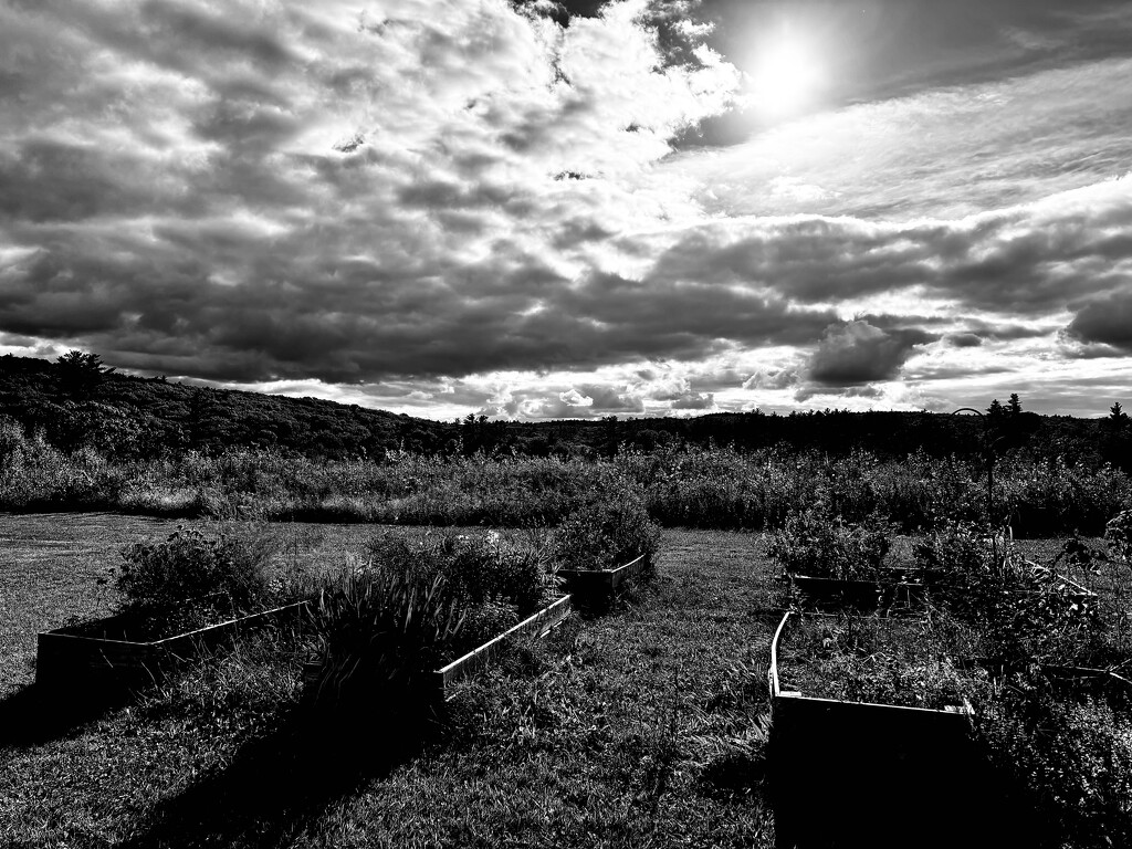 Raised Beds by rickaubin