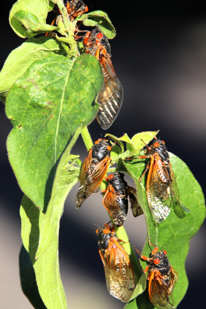 Cicadas  by randy23