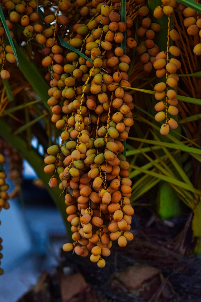 9 21 Date Palm fruit by sandlily