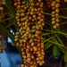 9 21 Date Palm fruit