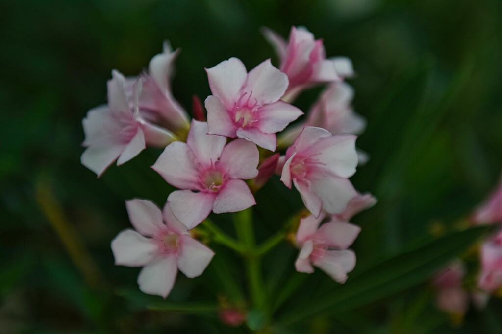 9 21 Pink Oleander by sandlily