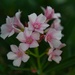 9 21 Pink Oleander