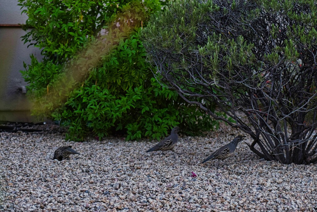 9 21 Gambel Quails by sandlily