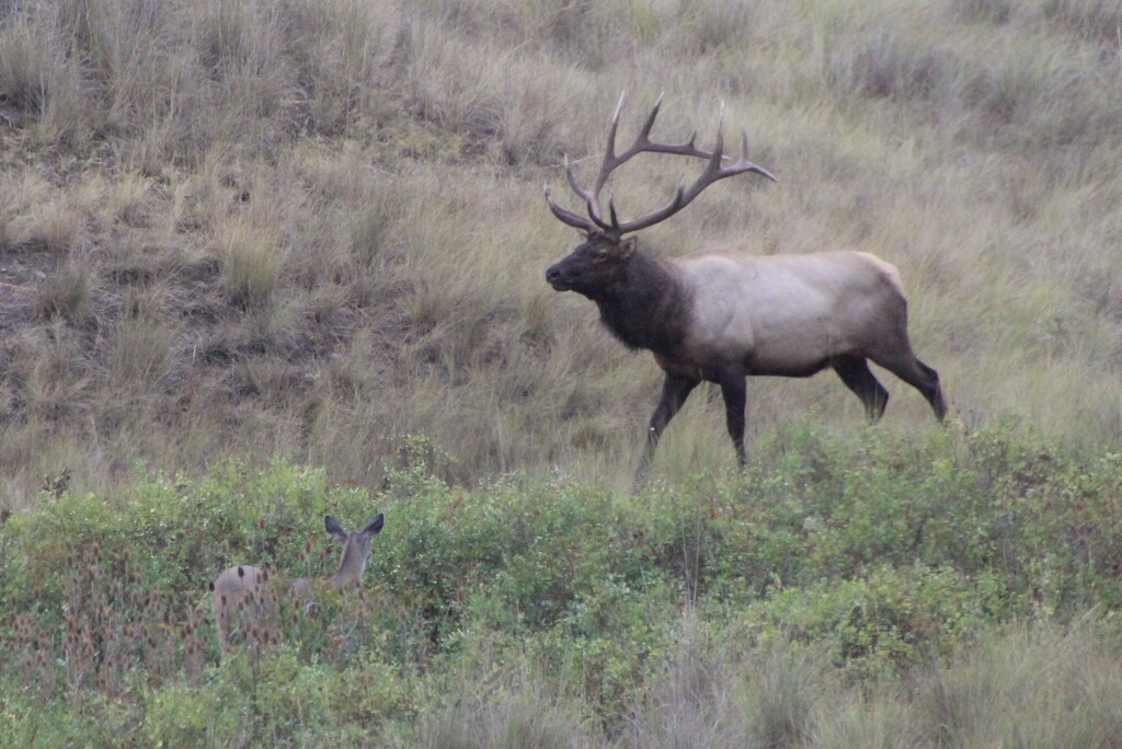 Mighty Wapiti by pirish