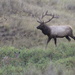 Mighty Wapiti