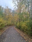 23rd Sep 2024 - Autumn Colours