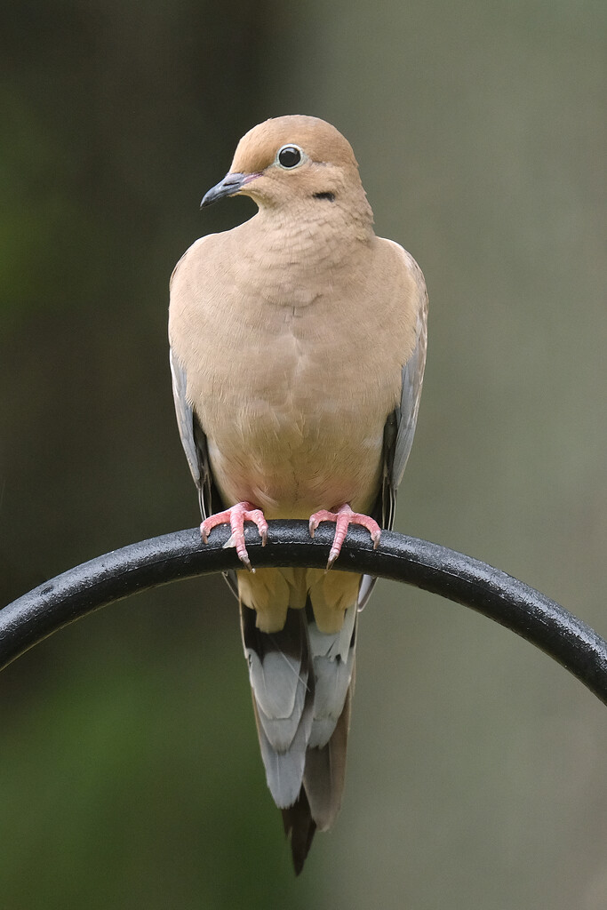 Mourning Dove by lsquared