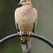 Mourning Dove