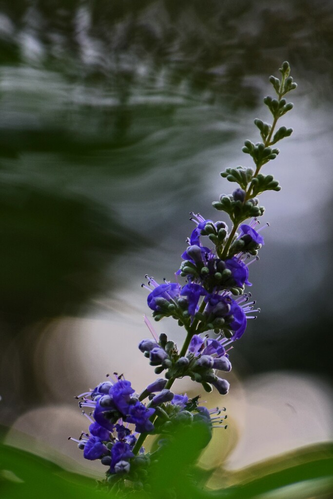 Windy day with high SS and shallow DoF by matsaleh