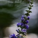 Windy day with high SS and shallow DoF