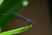 6th Sep 2024 - Blue dragonfly?