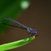 Blue dragonfly?