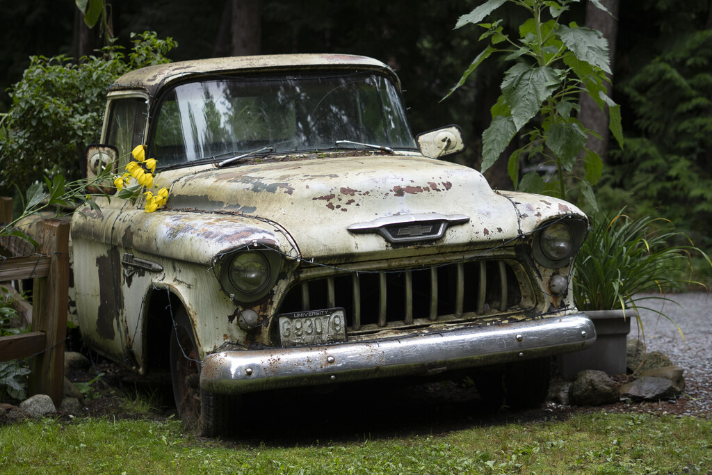 1956 Chevy 3100 truck by cdcook48