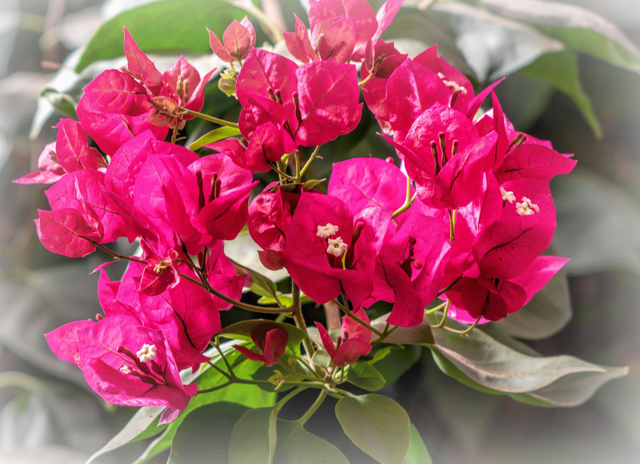 A lovely pop of colour by Diana · 365 Project