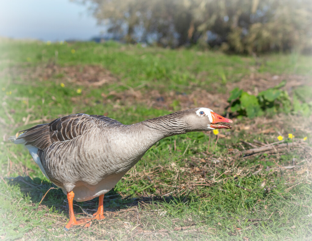 Trying to chase the Egyptian goose away by ludwigsdiana