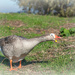 Trying to chase the Egyptian goose away