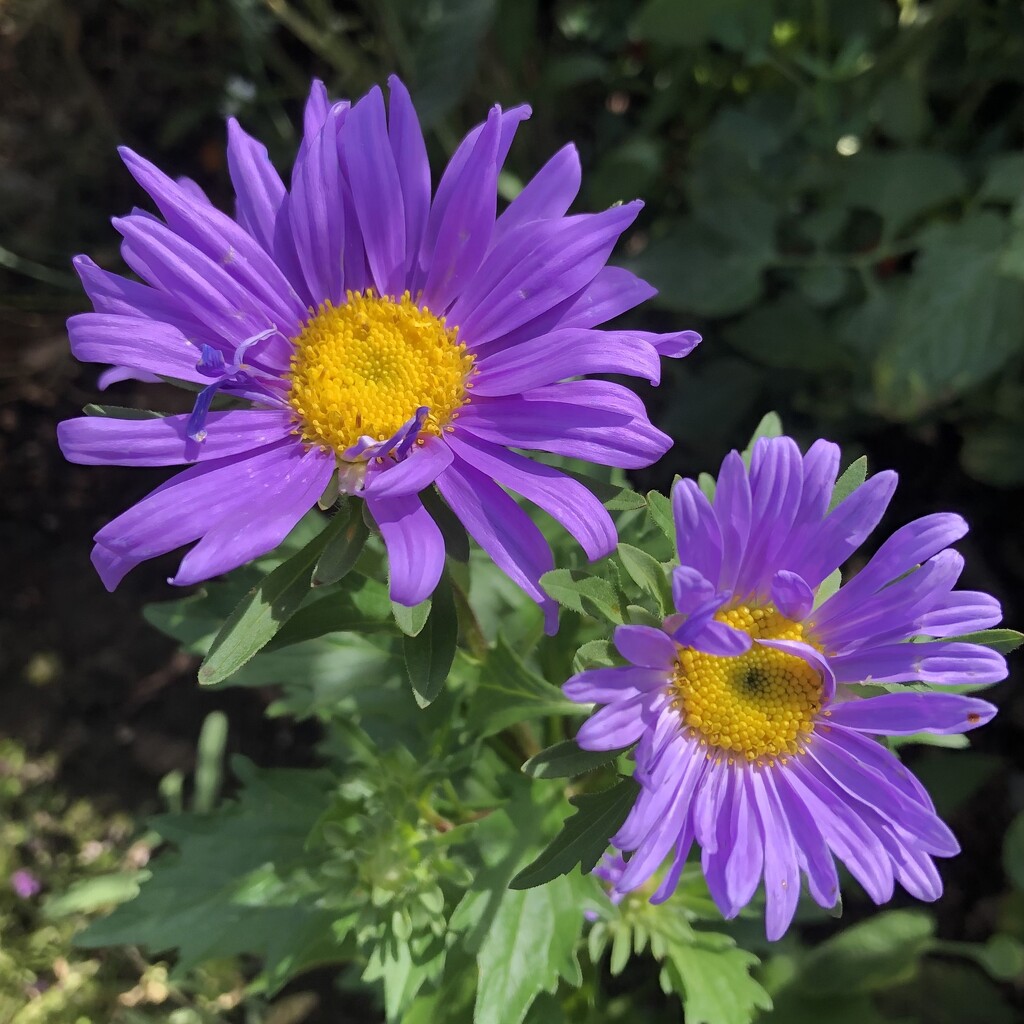 Purple China Aster by dailypix