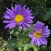 Purple China Aster