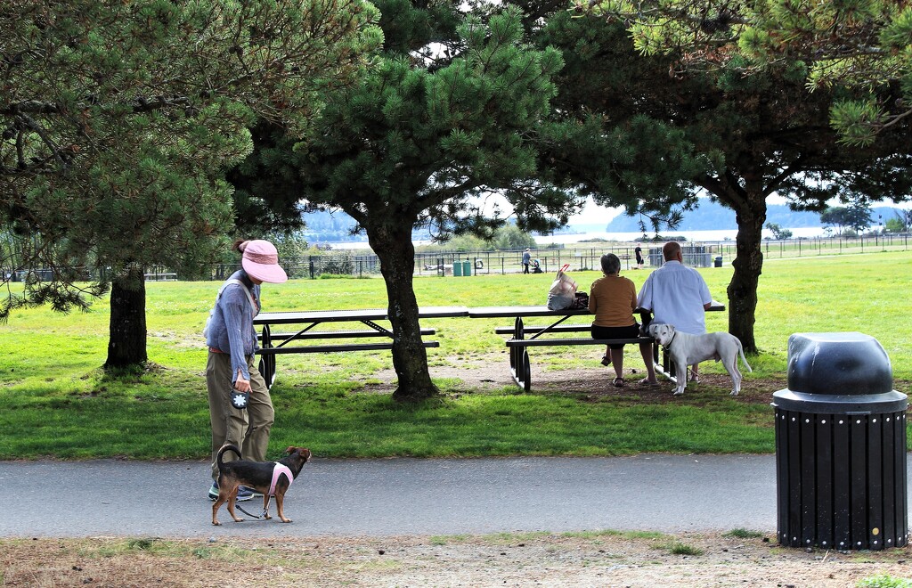 Walking the dog in the park by sewfree