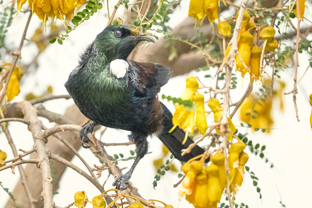 Kowhai King by helenw2