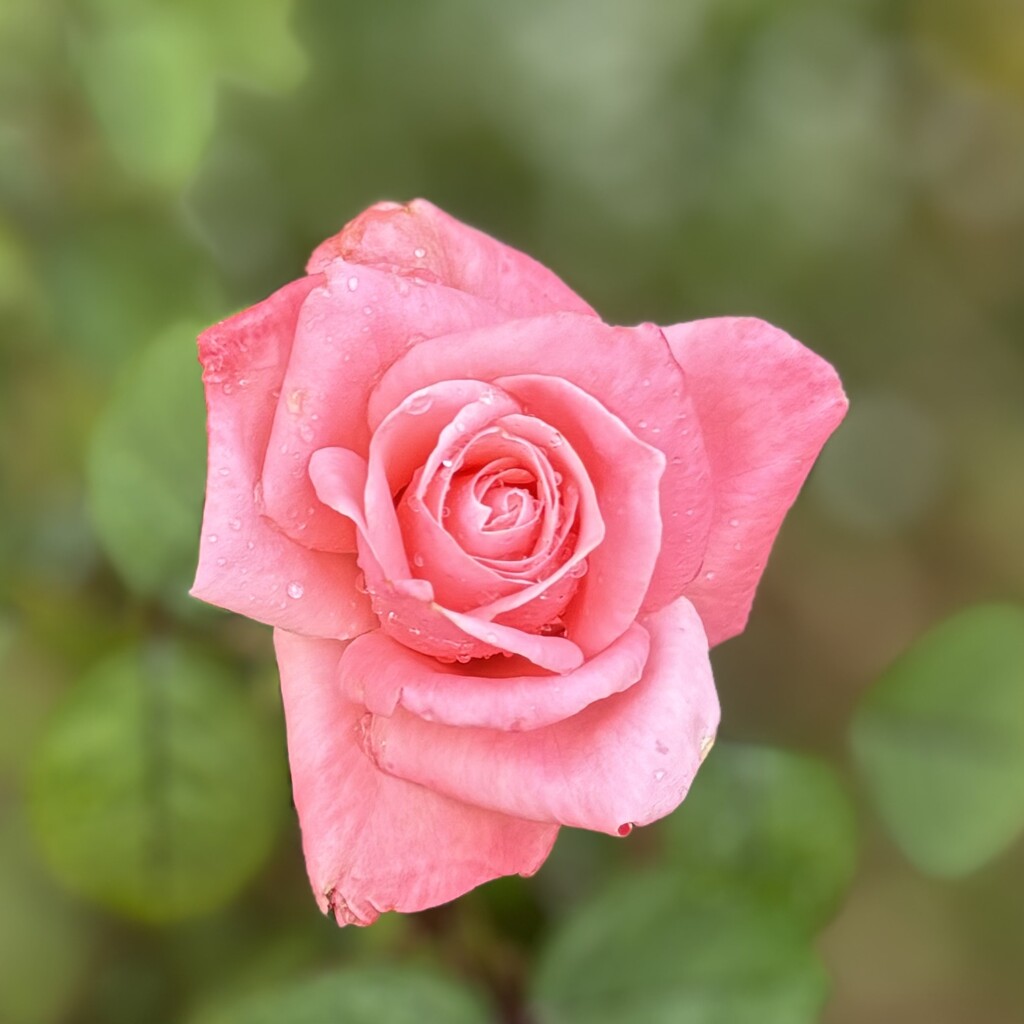 Roses need rain…gentle rain. by beverley365