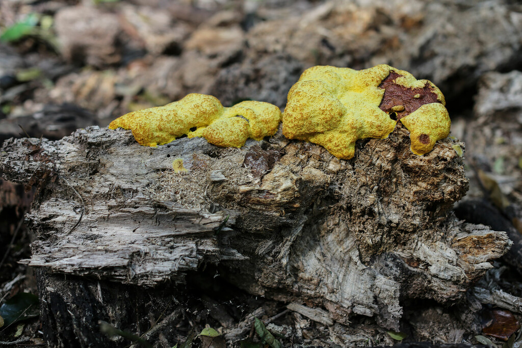 Slime mould by jeneurell