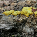 Slime mould