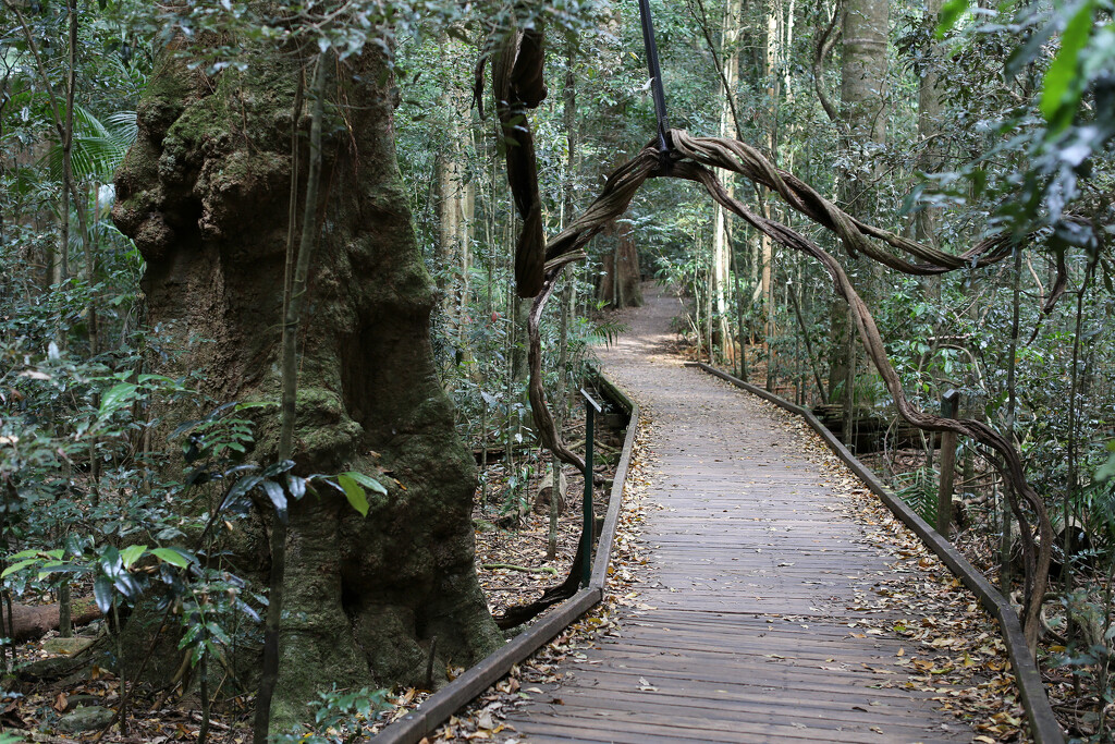 The boardwalk by jeneurell