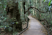 24th Sep 2024 - The boardwalk