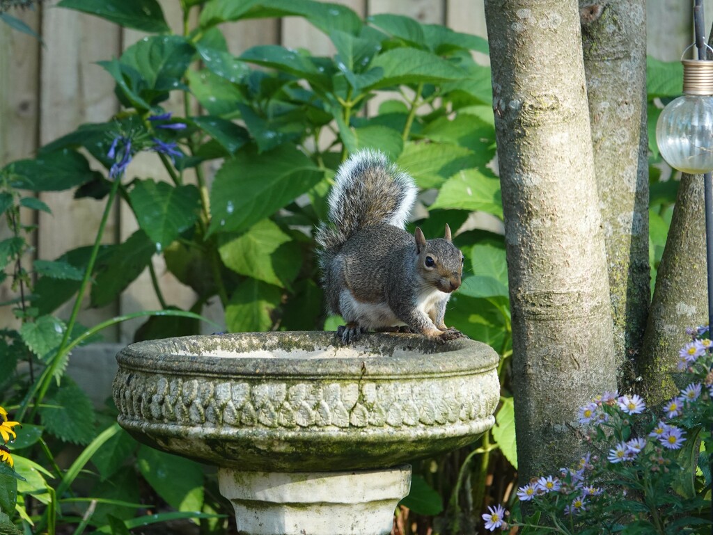 Tree Rat by phil_sandford