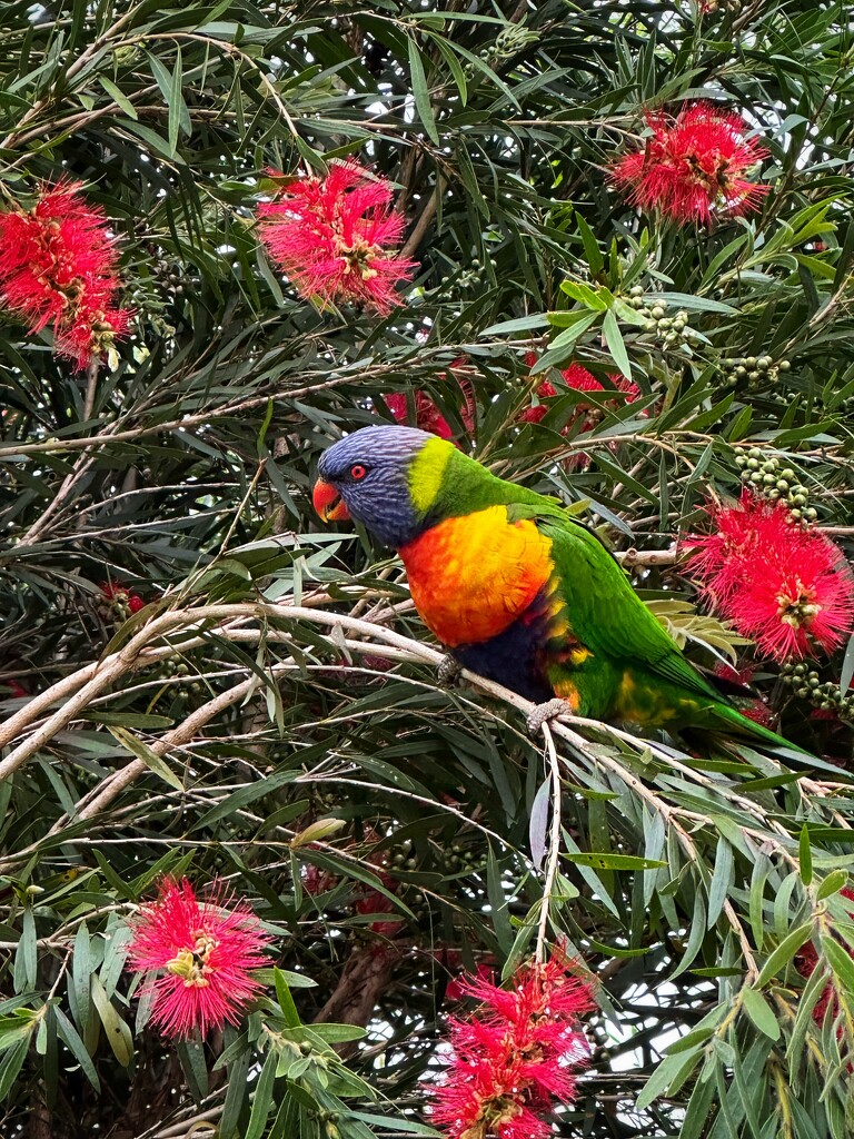 Rainbow lorikeet by pusspup