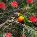 Rainbow lorikeet