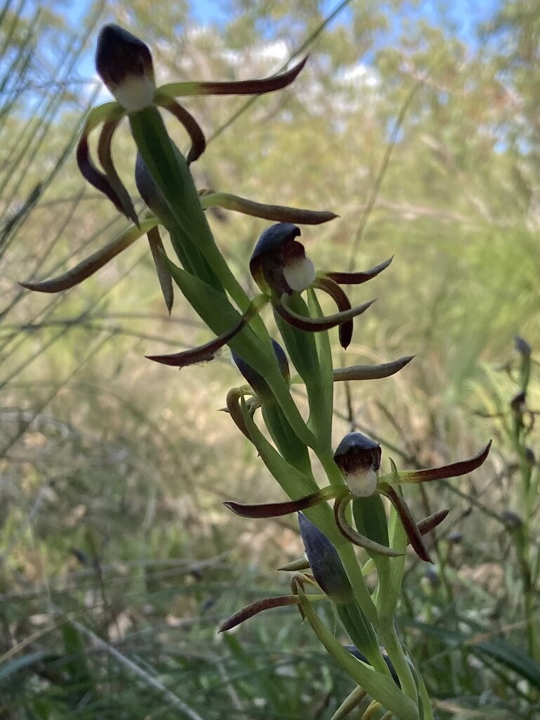 Rattle Beak Orchid by narayani