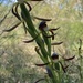 Rattle Beak Orchid