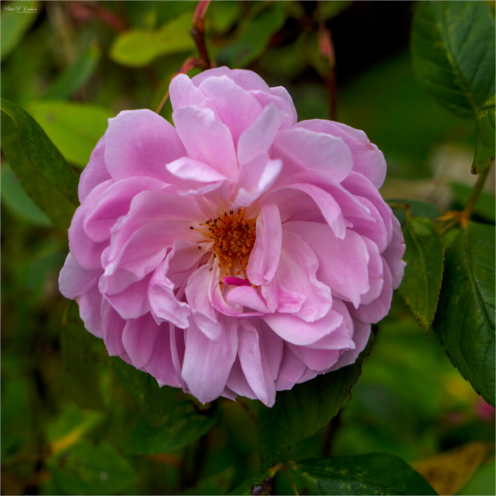 Pink Rose by pcoulson