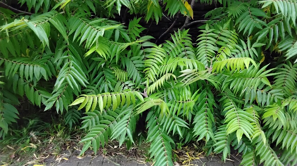 Sumac or Staghorn leaves. Tree of Paradise. by grace55