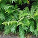 Sumac or Staghorn leaves. Tree of Paradise.