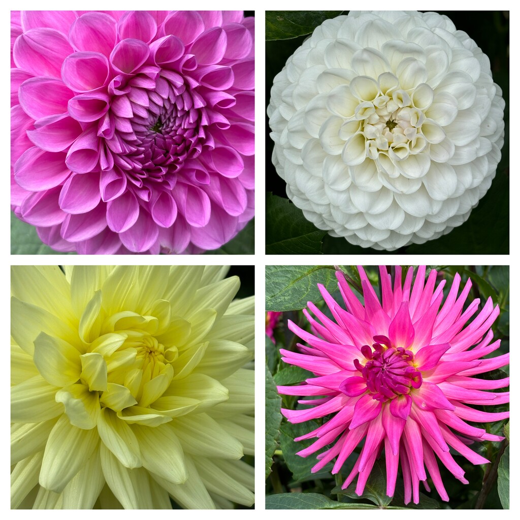 Dahlias galore by lizgooster