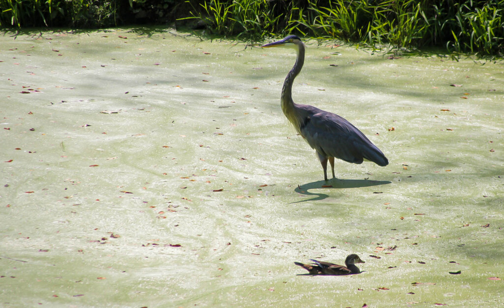 A Blue Heron and a duck by mittens