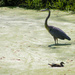 A Blue Heron and a duck