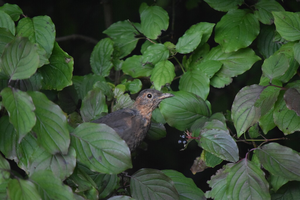 Blackbird and blackberry  by dragey74