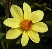 24th Sep 2024 - Dahlia