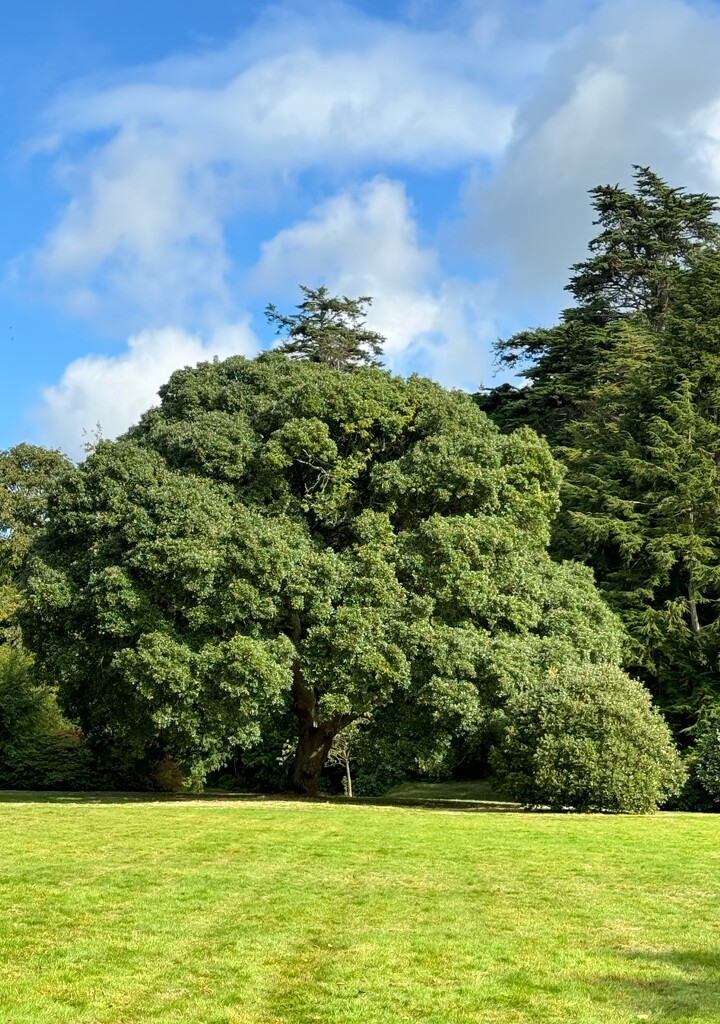 My favourite tree by alison59