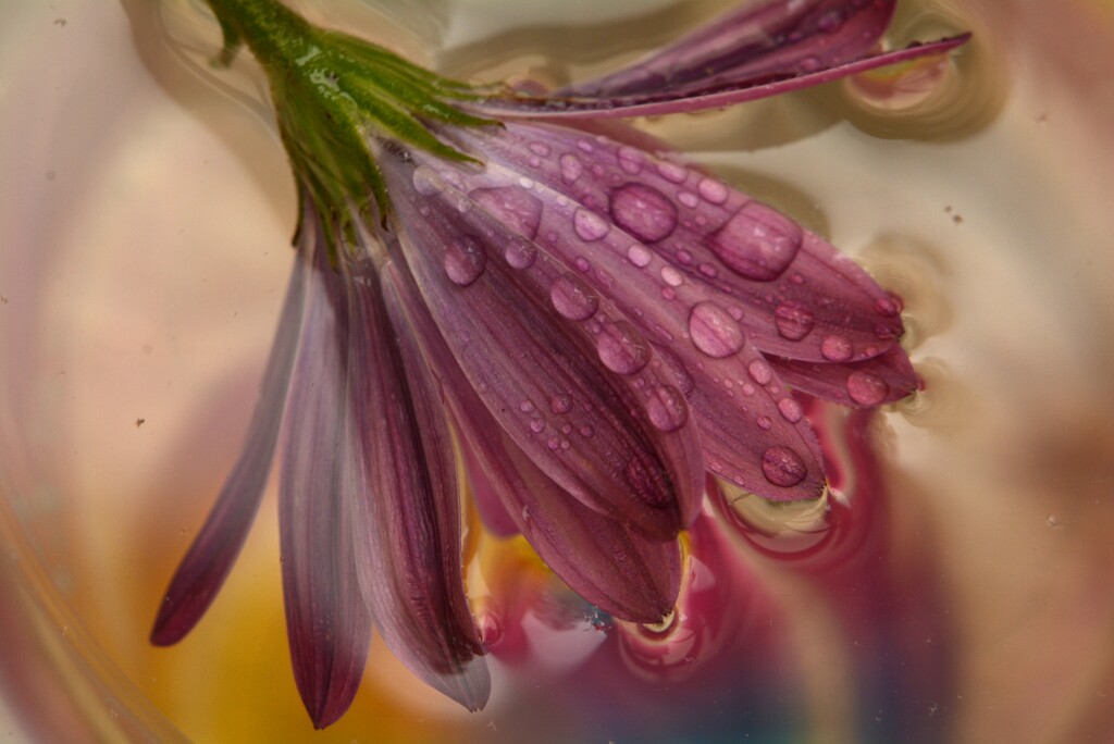 Droplets on a flower~~~~~ by ziggy77